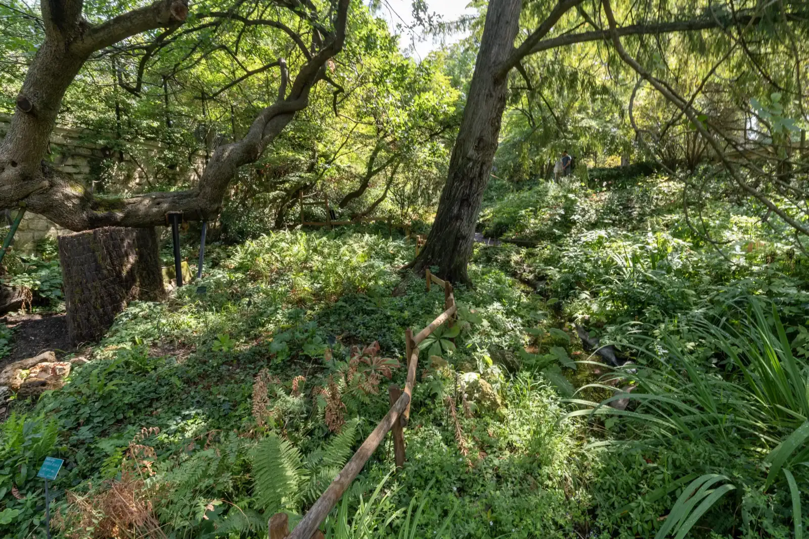 Une vue verdoyante du jardin alpin de Paris avec des arbres et des sentiers.