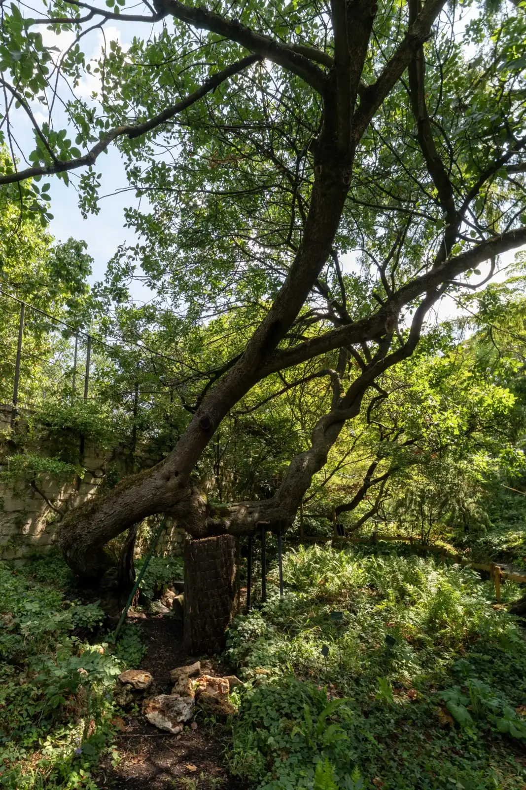 Un grand arbre aux branches noueuses s'épanouit dans le jardin alpin parisien sous le soleil.