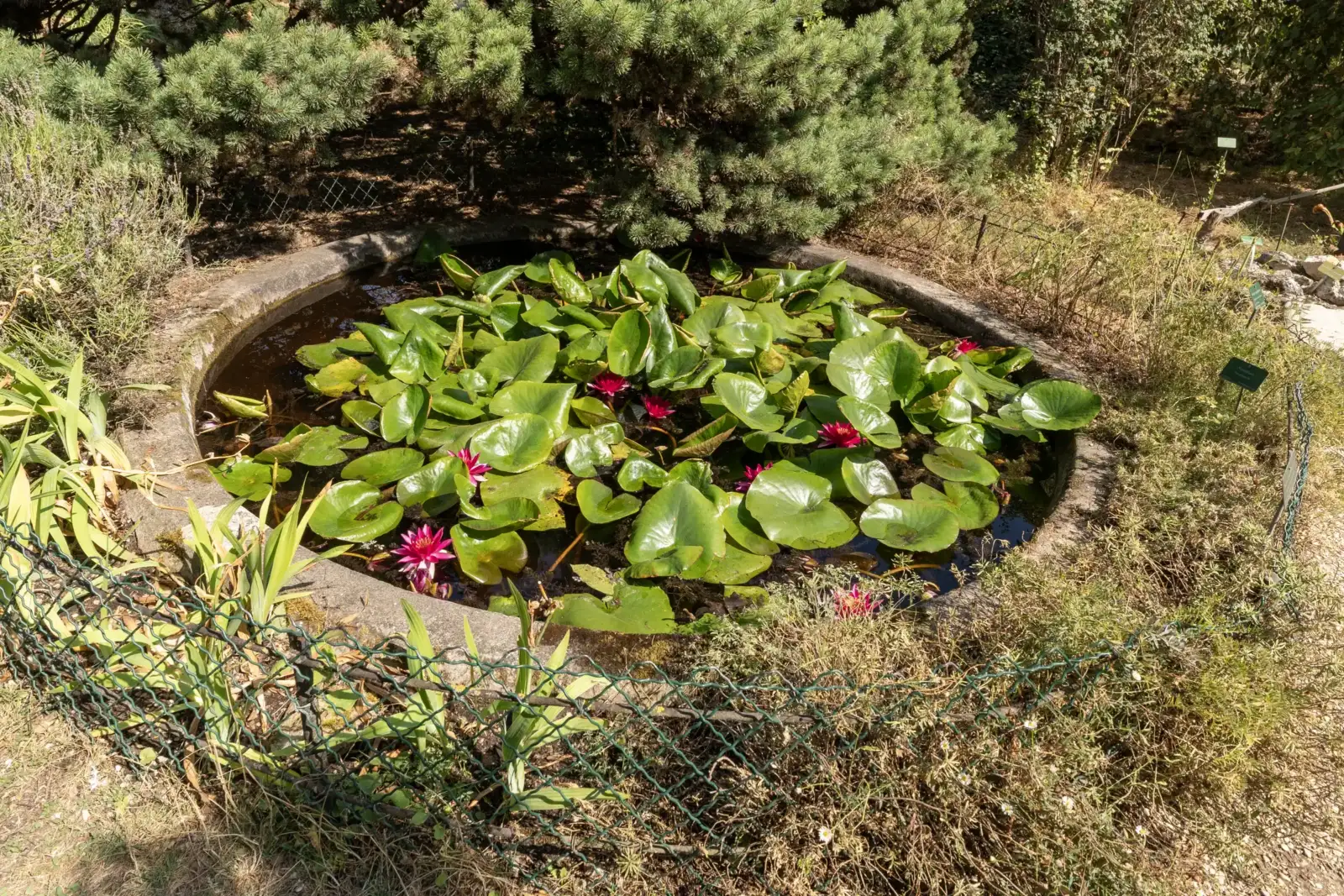 Un petit bassin circulaire en pierre abrite des nénuphars aux fleurs roses dans le jardin alpin parisien.