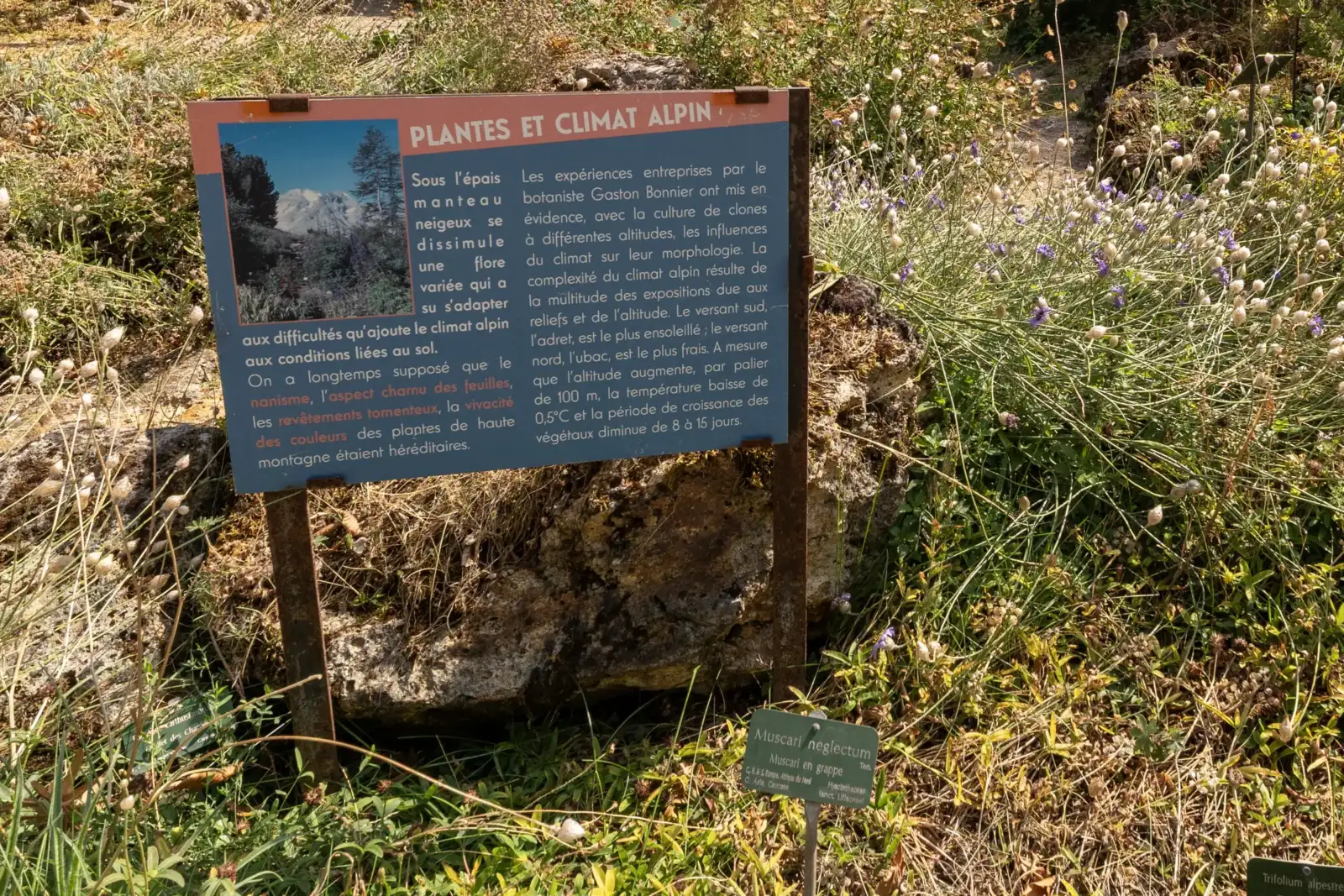 Un panneau explicatif sur les plantes et le climat alpin se dresse dans le jardin.