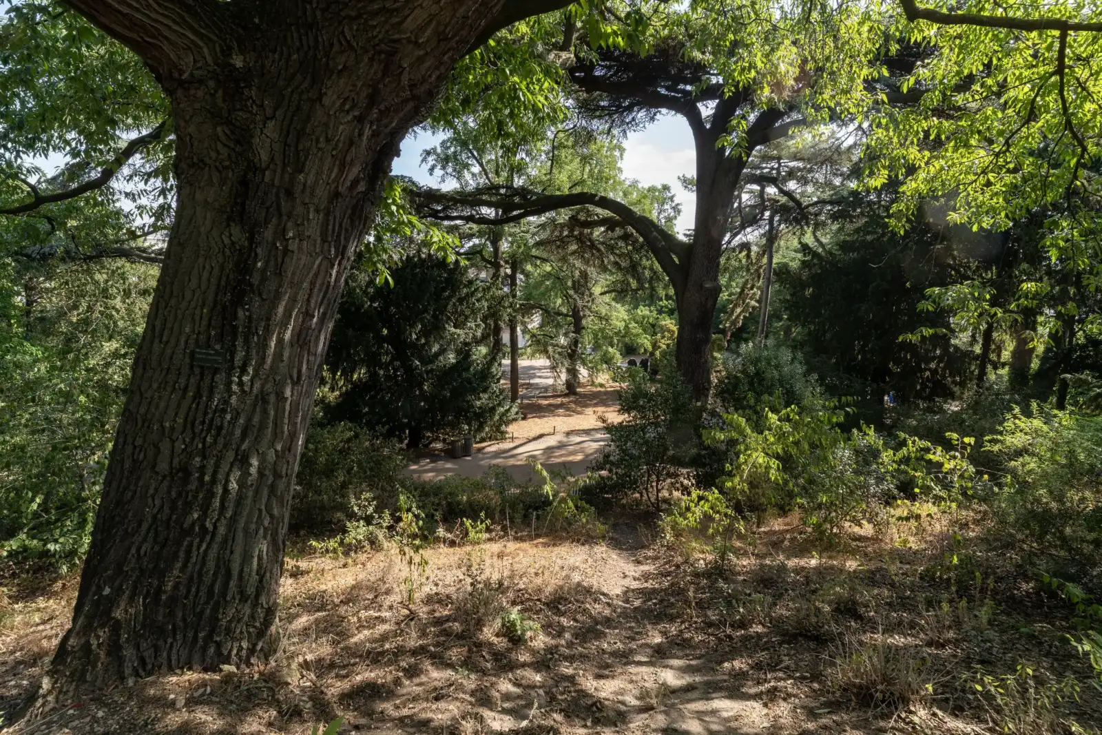 Grand arbre feuillu au premier plan surplombant un chemin sinueux au Jardin des Plantes.