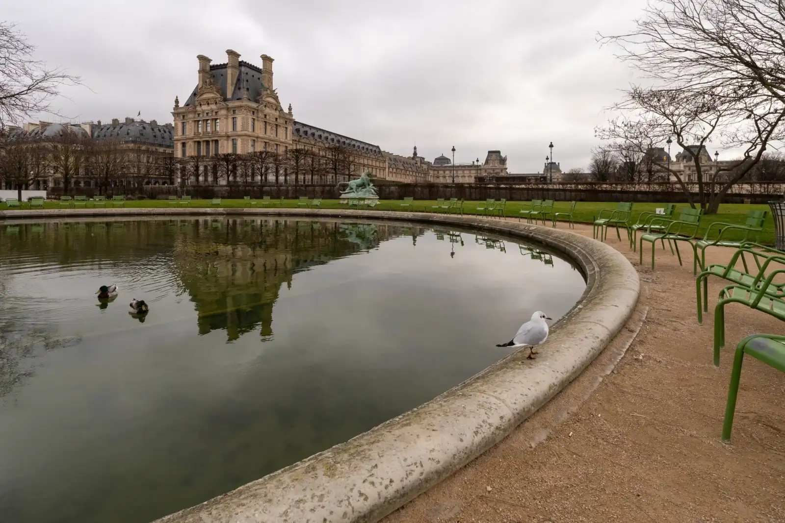 Une mouette au bord du bassin du jardin des Tuileries devant le Louvre.