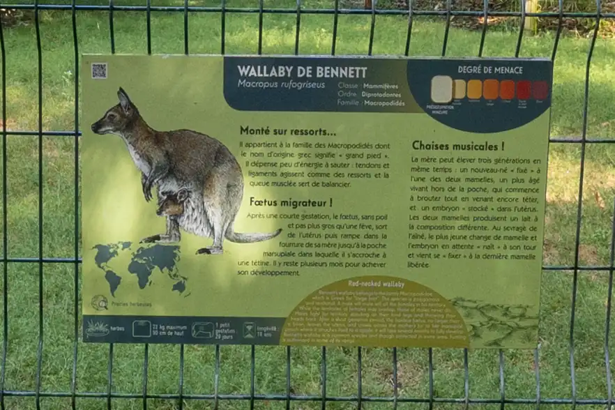 Un panneau pédagogique vert présente un wallaby de Bennett derrière un grillage métallique.