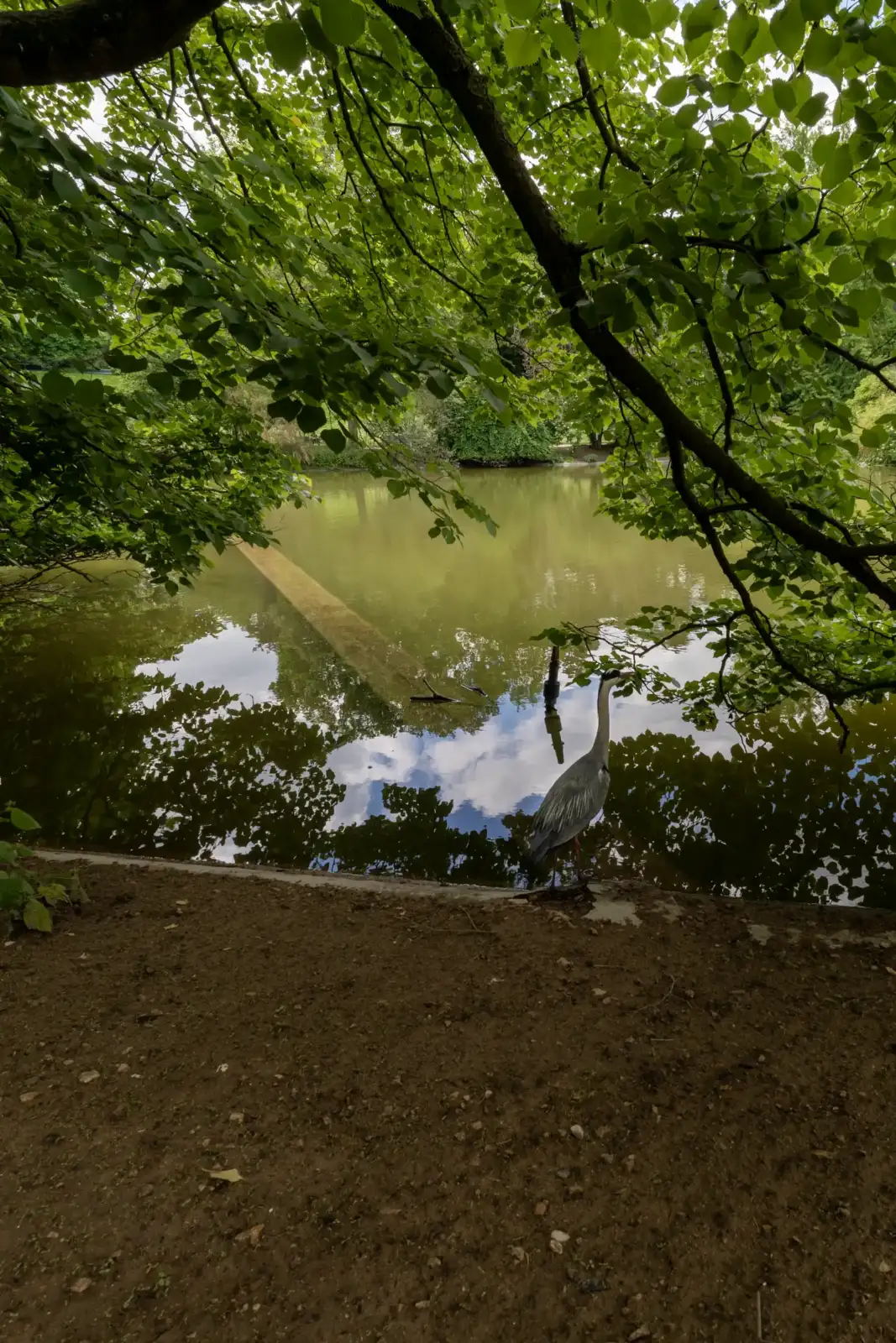 Un héron cendré se tient au bord de l'étang verdoyant du parc Montsouris.