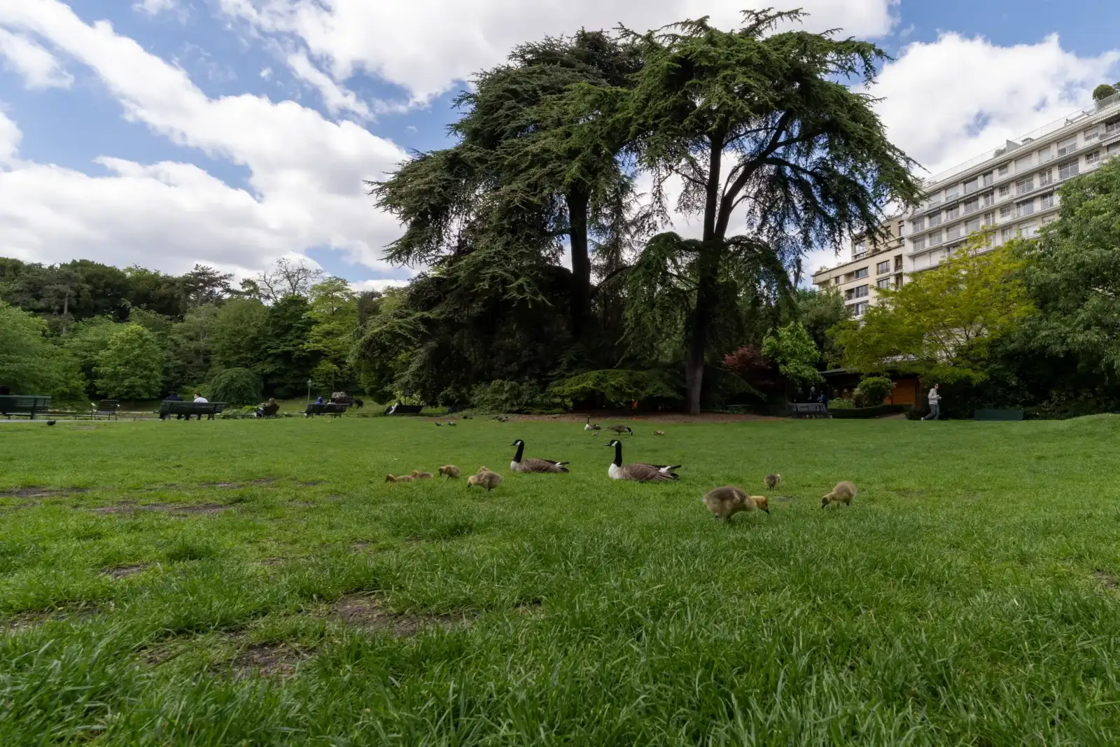 Des oies avec leurs oisons se promènent sur la pelouse du parc Montsouris à Paris.