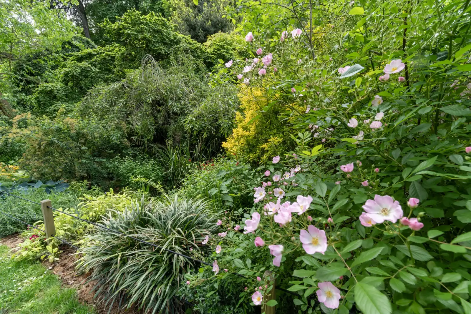 Des roses sauvages fleurissent dans un jardin luxuriant du parc Montsouris à Paris.