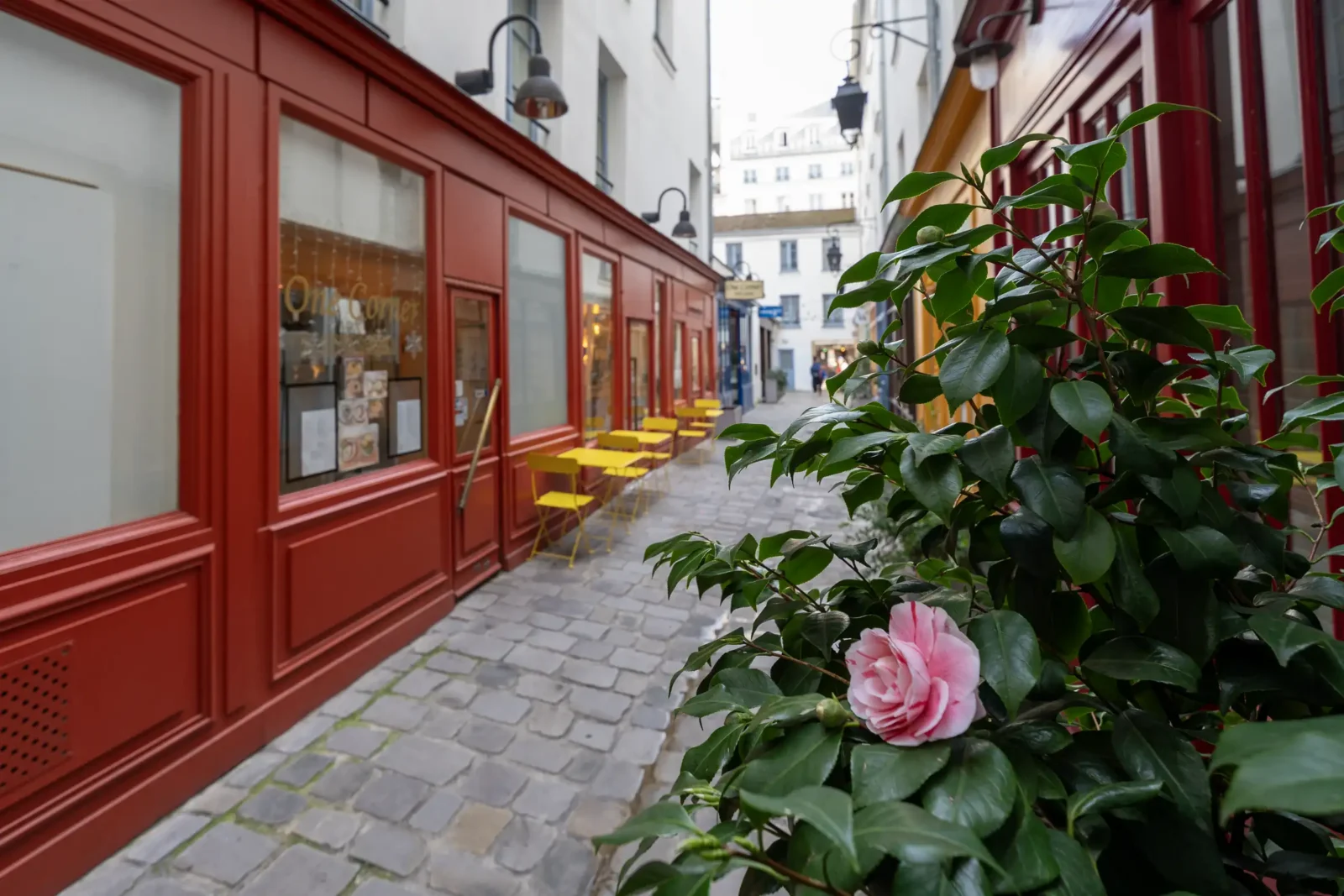 Une fleur rose au premier plan dans le pittoresque et pavé passage Molière parisien.
