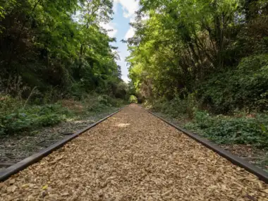Vue en plongée des rails de la Petite Ceinture envahis par la verdure luxuriante.