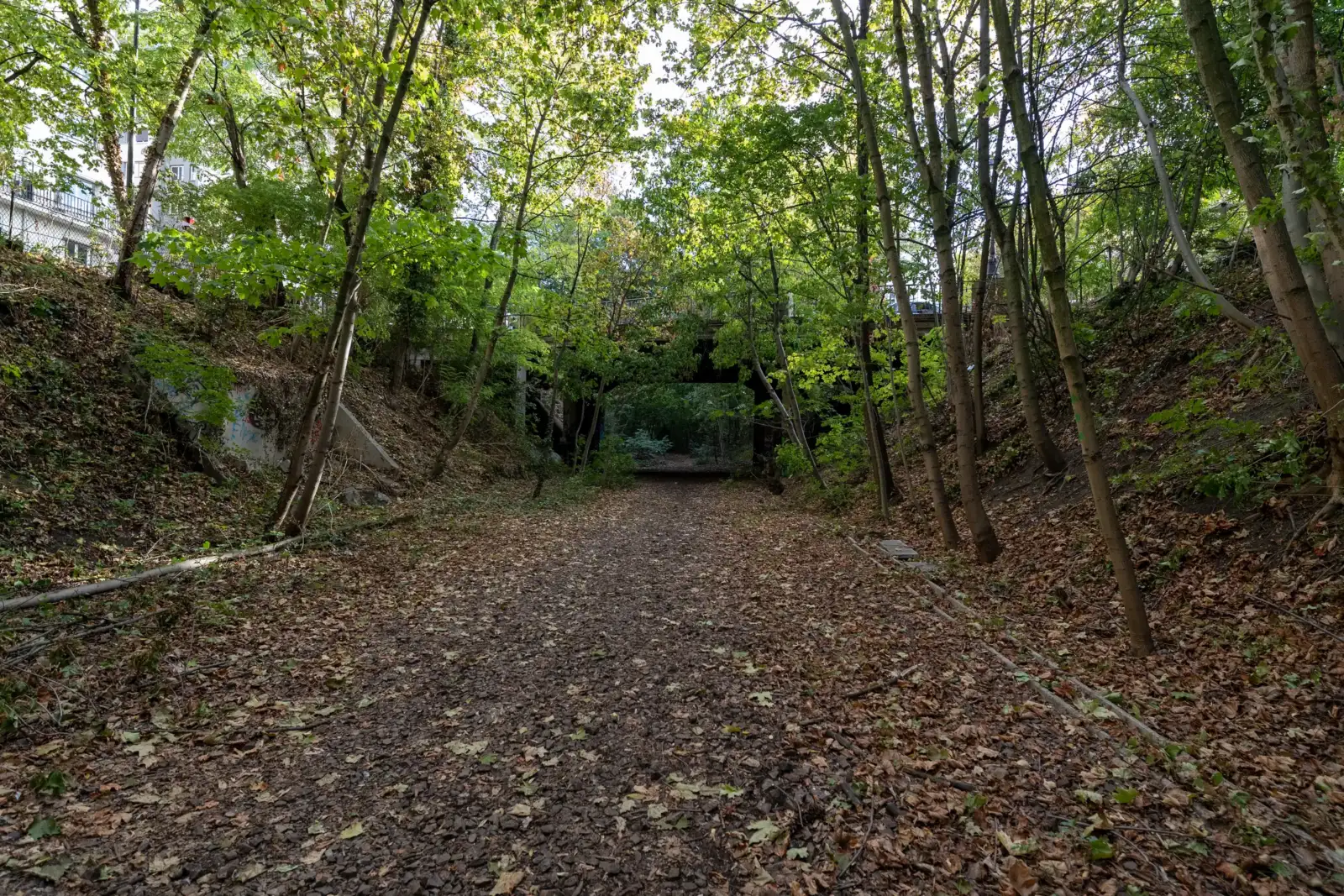 Une ancienne voie ferrée de la Petite Ceinture parisienne envahie par la végétation luxuriante.