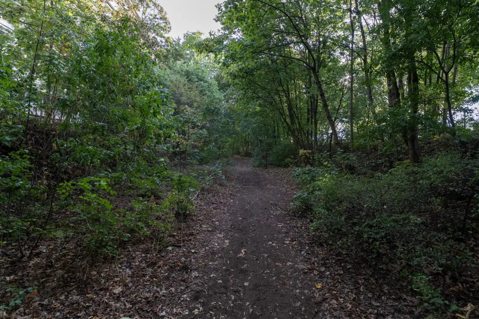 Un sentier de terre entouré d'arbres luxuriants et de verdure dense à Paris.