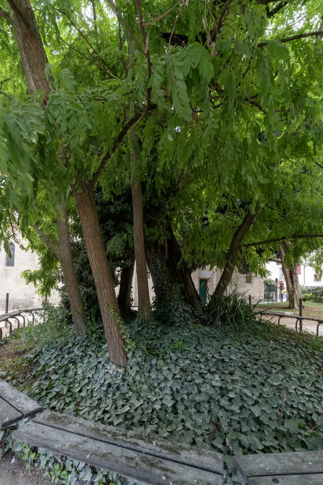 Le plus vieil arbre de Paris entouré de lierre au Square René Viviani.