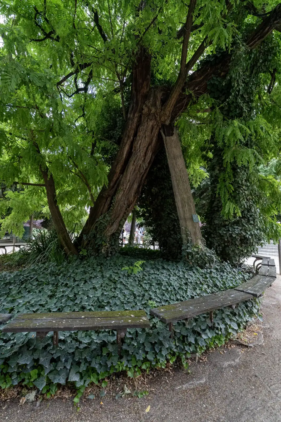 Un vieux robinier robuste et feuillu entouré d'un banc en bois au square René Viviani.