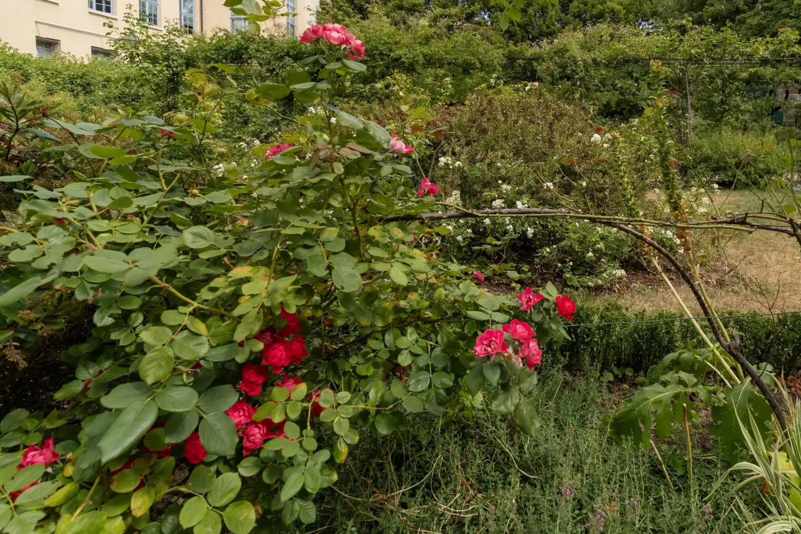 Un massif de rosiers roses luxuriant dans un jardin parisien au milieu d une verdure abondante.