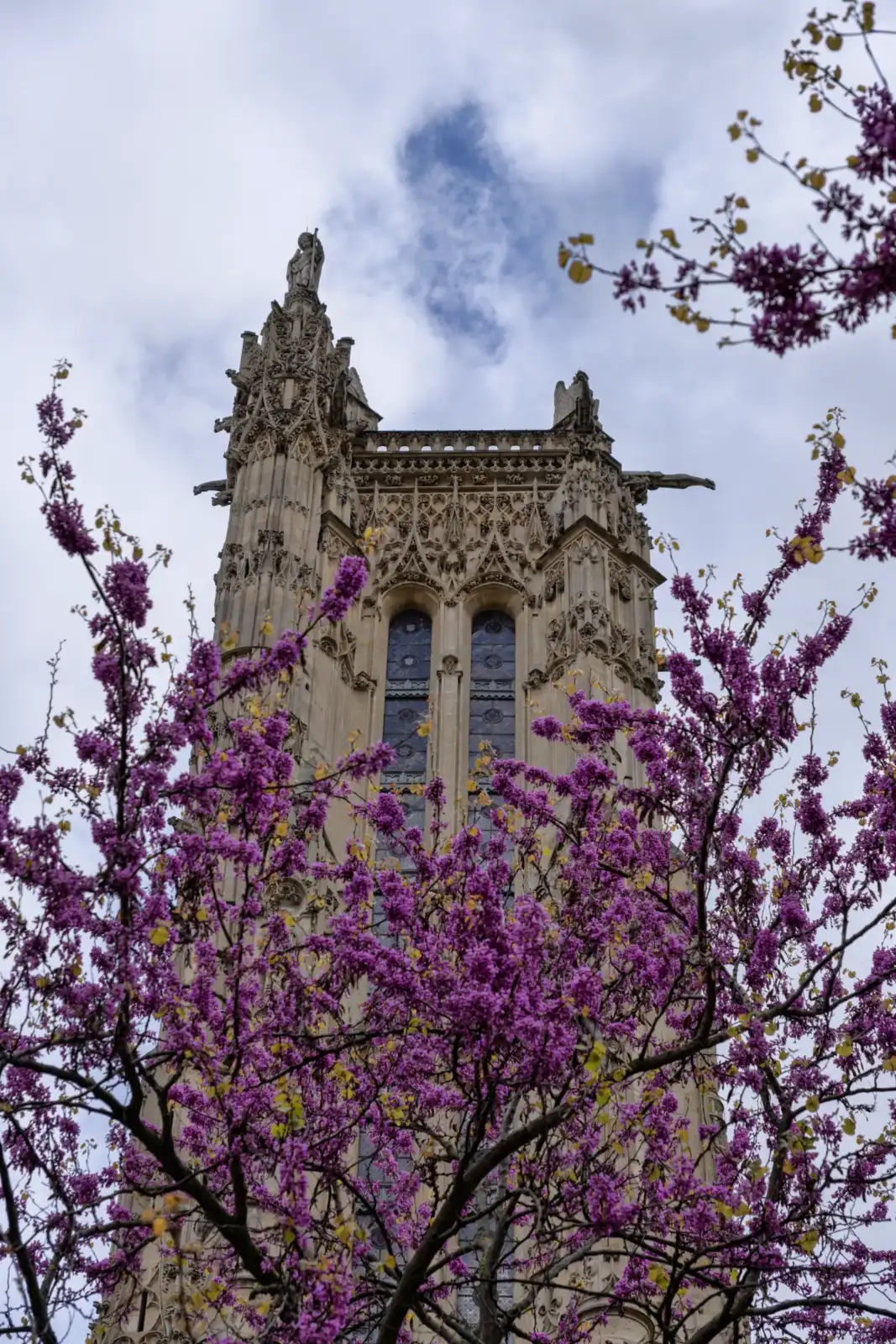 La tour Saint-Jacques gothique s'élève derrière des branches fleuries de fleurs roses printanières.